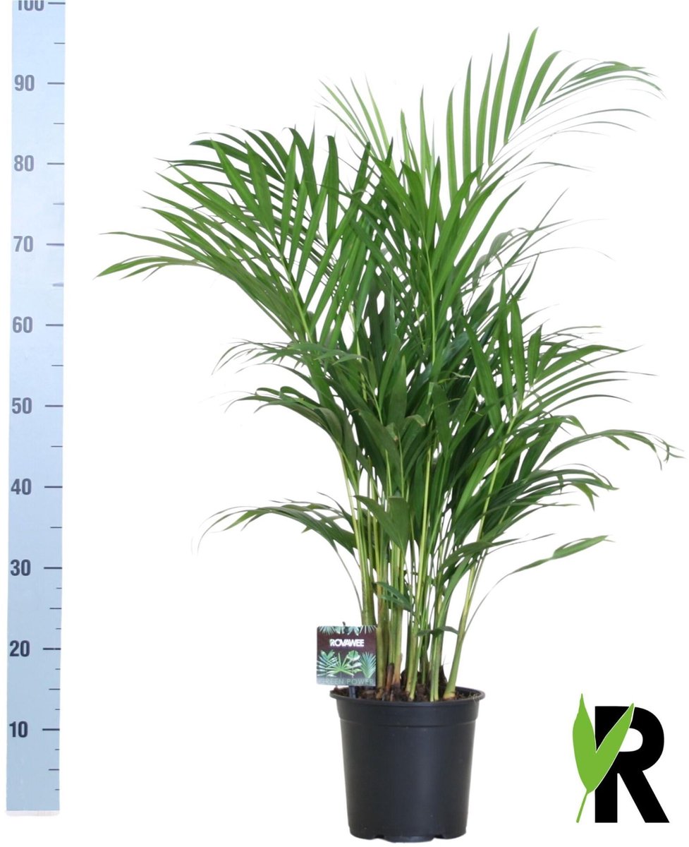 Dypsis Lutescens 120 - Ø19cm - 100cm