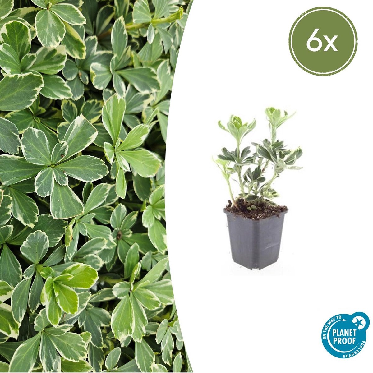 6x Pachysandra term. 'Variegata' - 10-25cm - Ø9cm