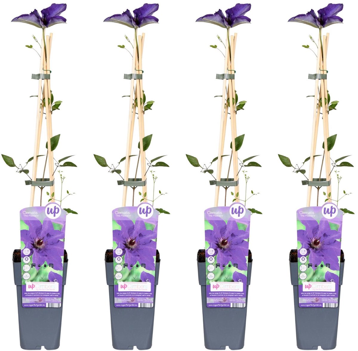 4x - Clematis The President - ↨65cm - Ø15