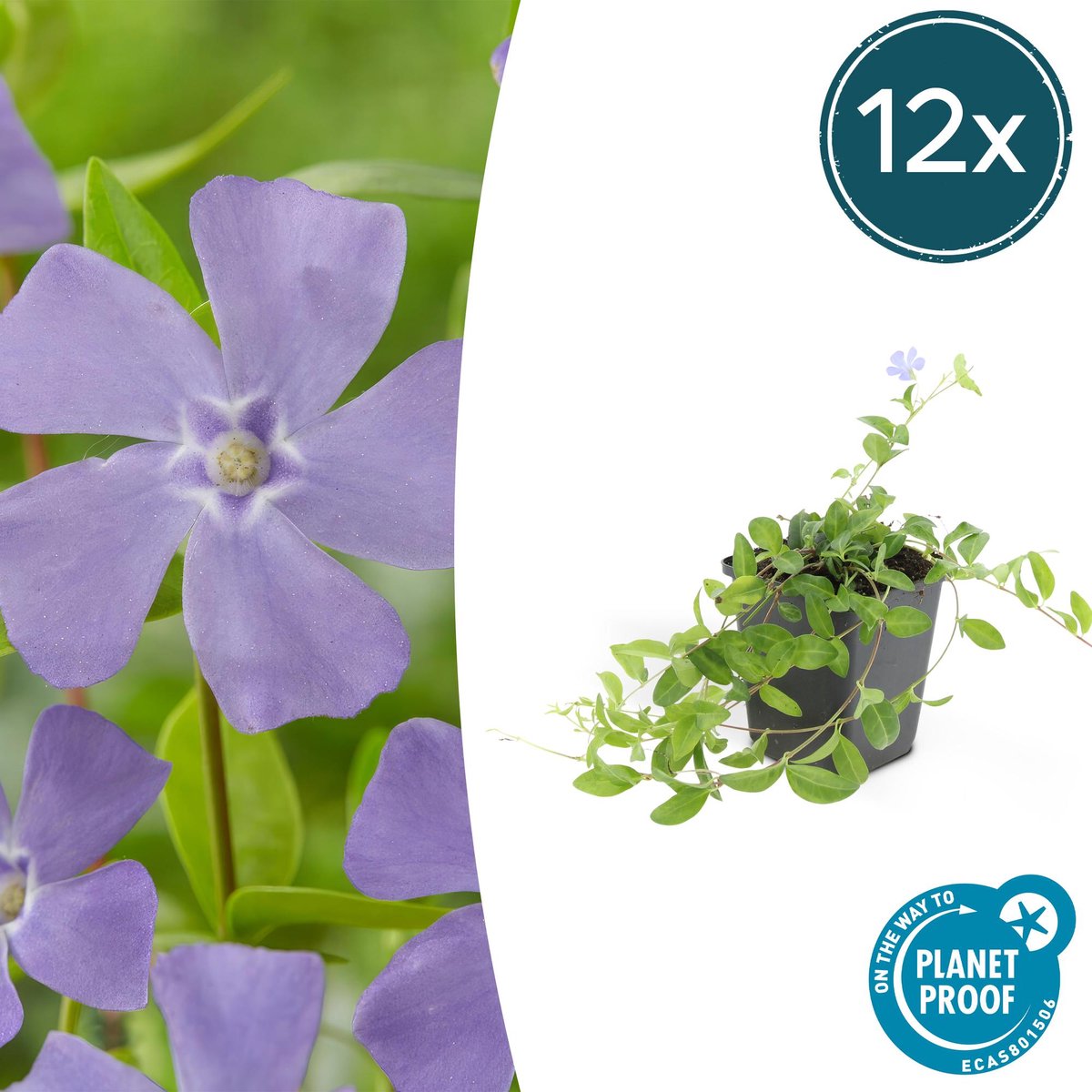 12x Vinca minor 'La Grave' - 10-25cm - Ø9cm