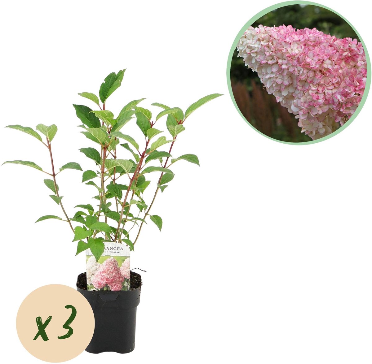 Pluim Hortensia - Hydrangea panniculata Vanille Fraise - Bloem Wit Roze - 3 Planten 1 m2 - Bladverliezend - Grote Bloemen - Pot 17cm Hoogte 50cm