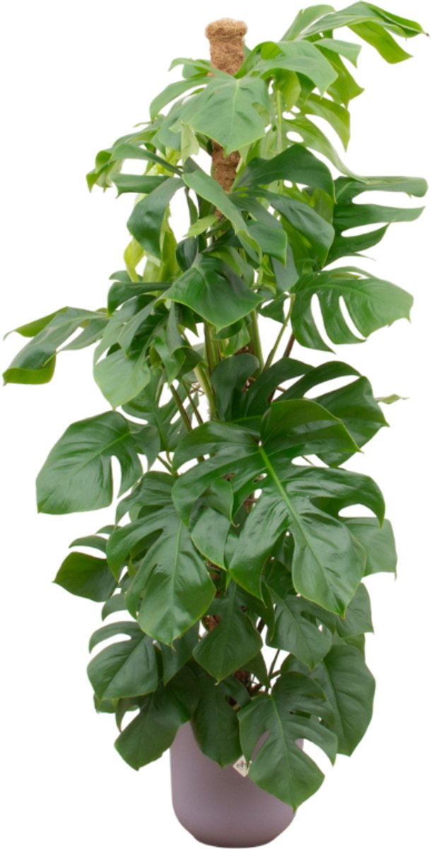 Combi deal - Monstera Pertusum XL inclusief elho Jazz Round lila Ø26 - 150 cm
