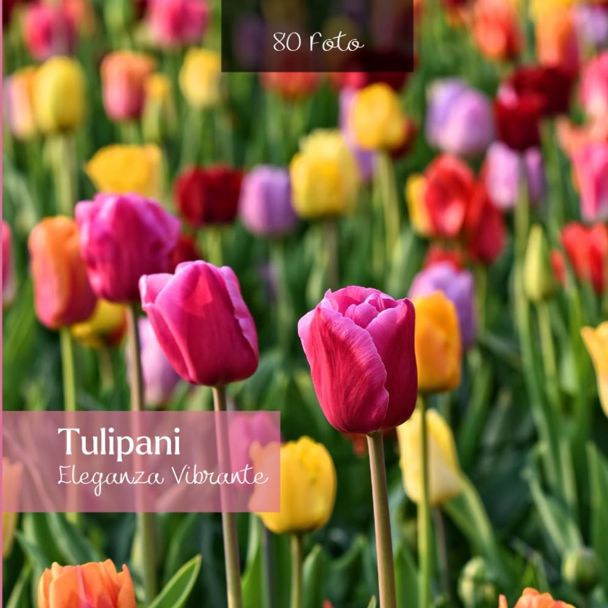 Eleganza Vibrante: 80 Foto