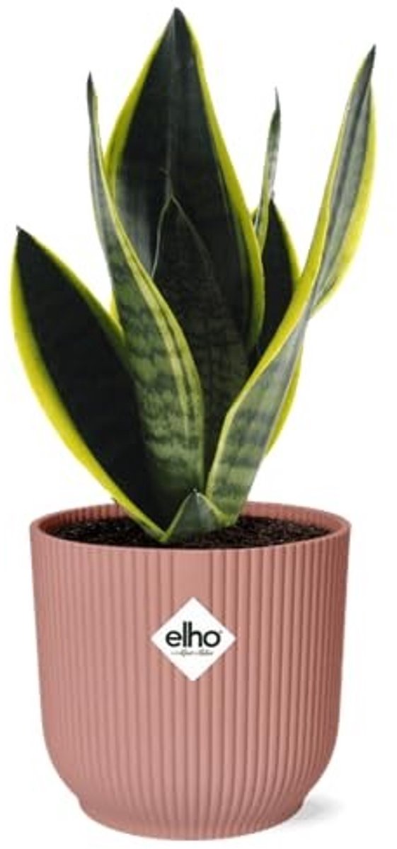 Elzusha - Sansevieria in Elegante Pot