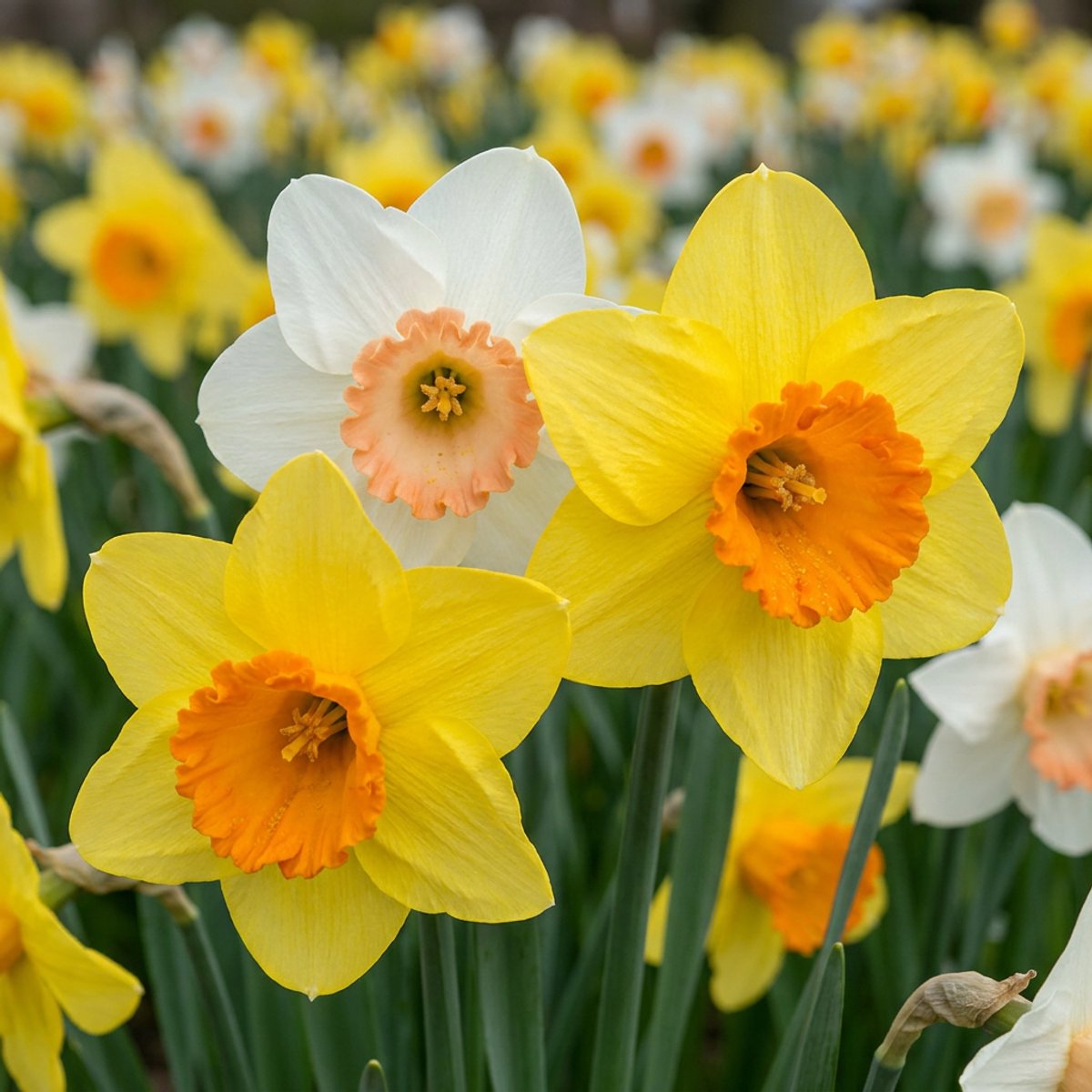 Green boutiQ - 160x Narcissus mix - Narcissen mix - Diversen - Voorjaarsbloeier - Bolmaat 10/12