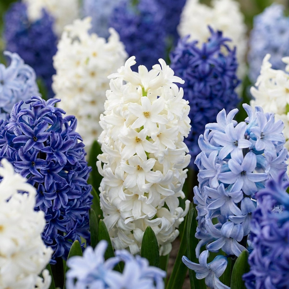 Green boutiQ - 40x Hyacinthus Blue water mix - Blauwe hyacint - Blauw - Voorjaarsbloeier - Bolmaat 14/15