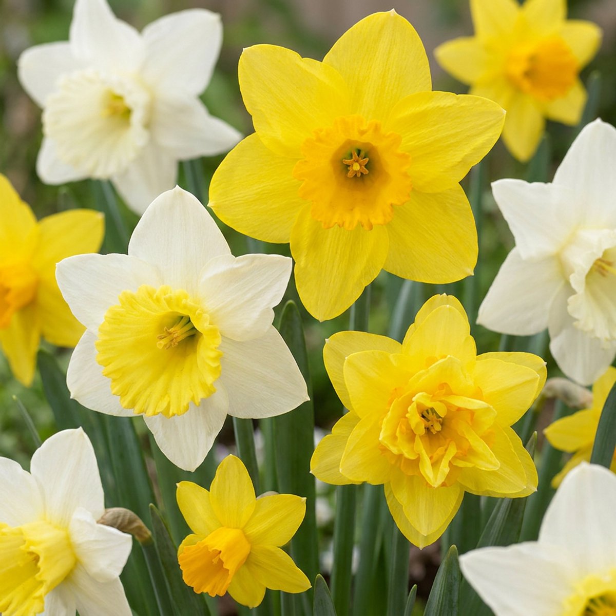Green boutiQ - 40x Narcissus Botanical Mix - Botanische narcissenmix - Geel en Wit - Verwilderingsbol - Bolmaat 10/12