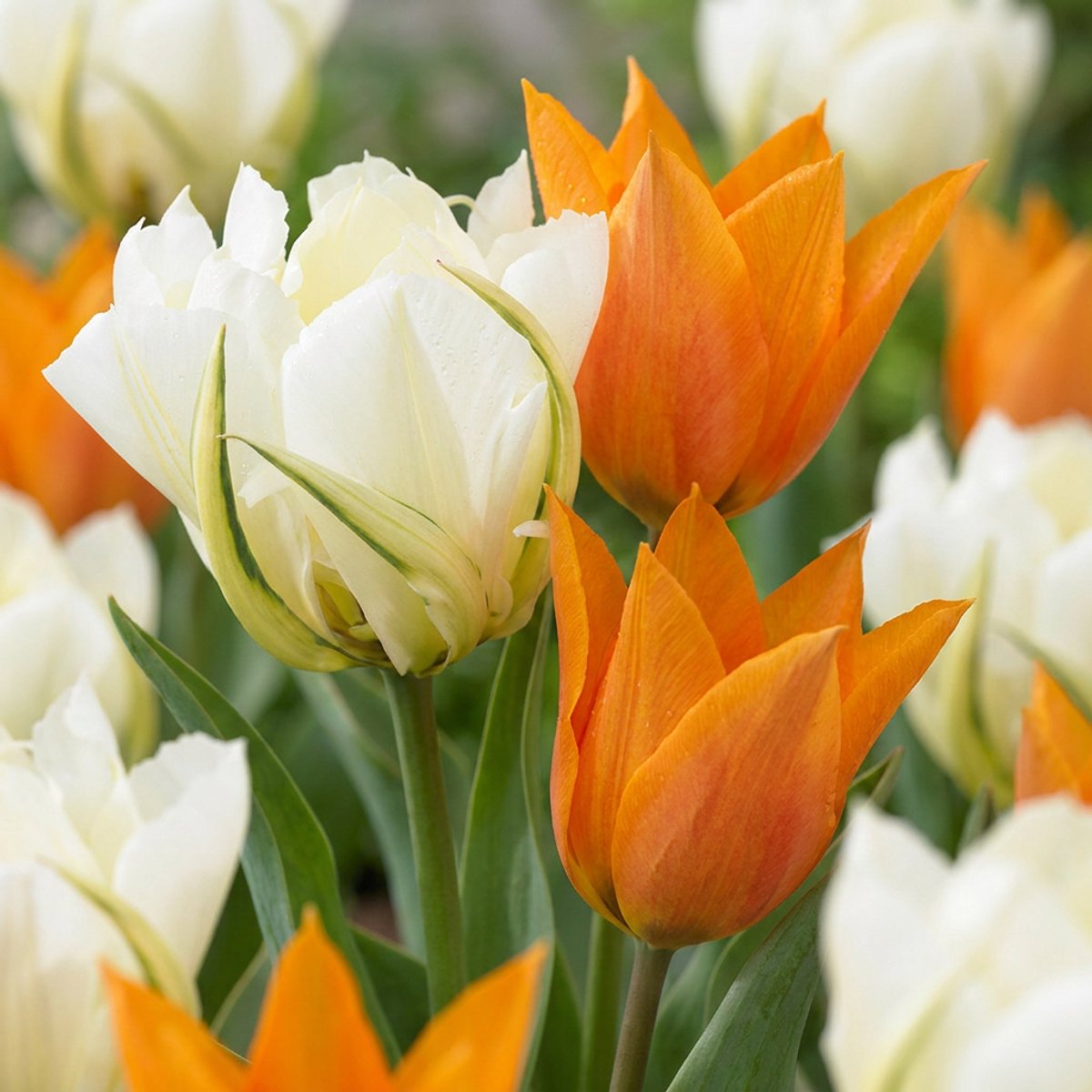 Green boutiQ - 60x Tulipa Sunbath - Tulp Sunbath - Geel en Wit - Voorjaarsbloeier - Bolmaat 11/12