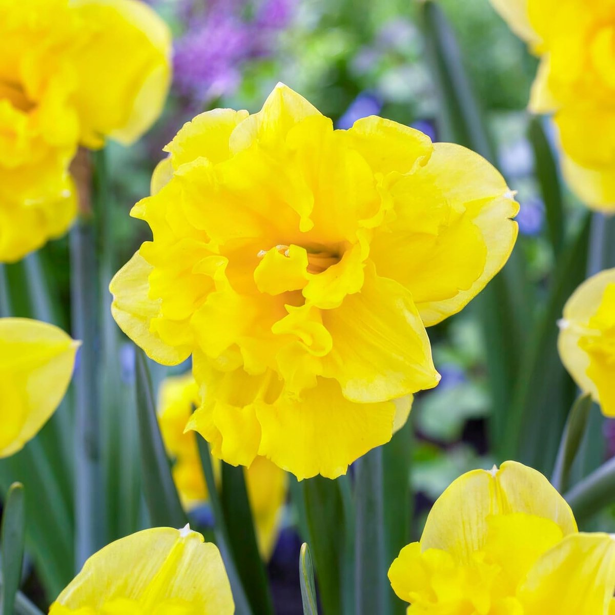 Narcissen Bloembollen Winterhard - Sailorman - 25 stuks - Geel - Bloem Bollen Mix - Paasbloemen Meerjarig