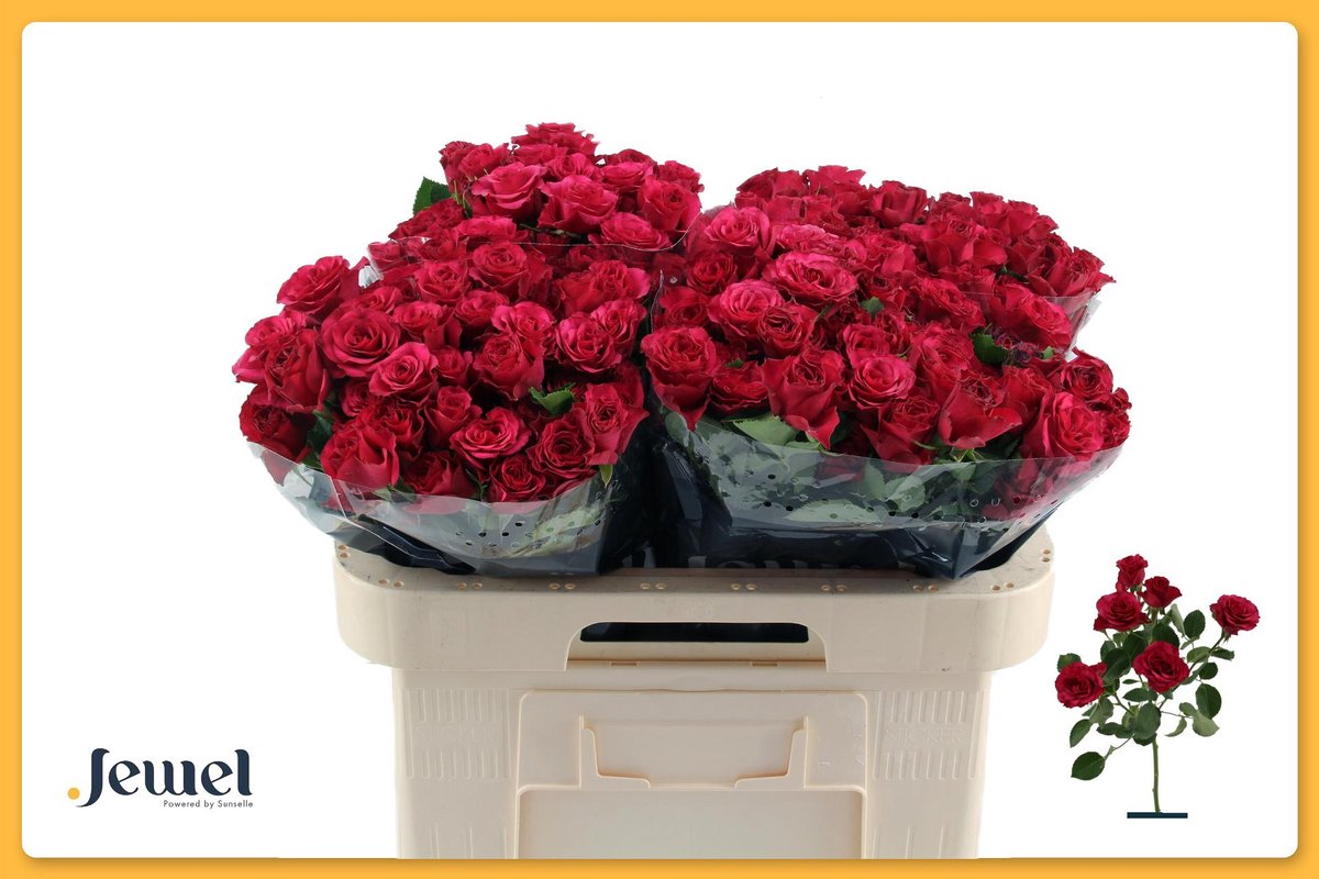 10x Rosa roseberry 40cm