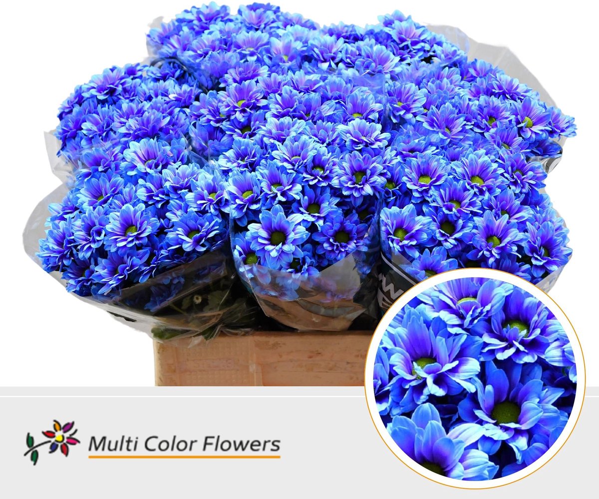 10x Chrysant overig 60cm