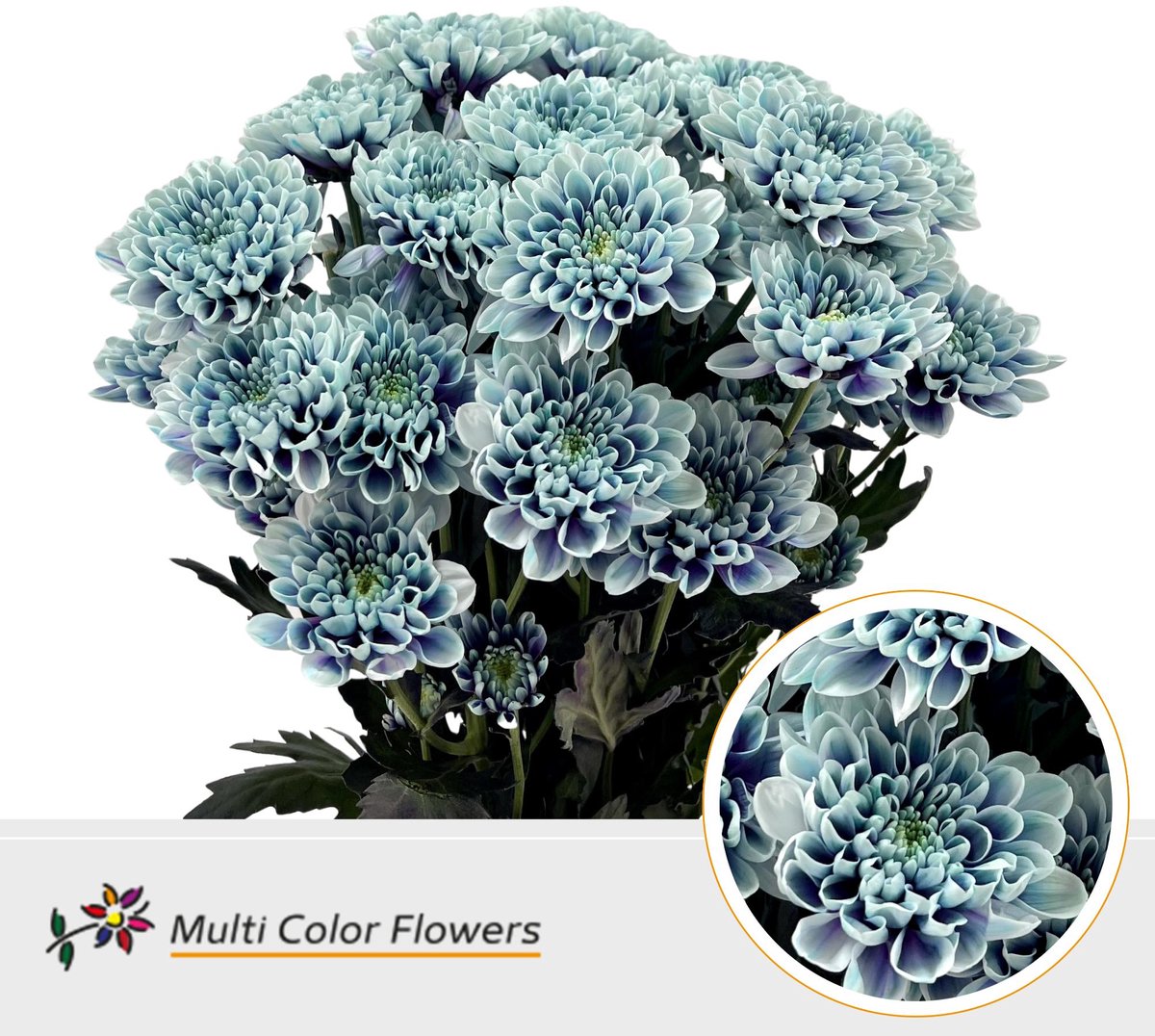 10x Chrysant overig 60cm