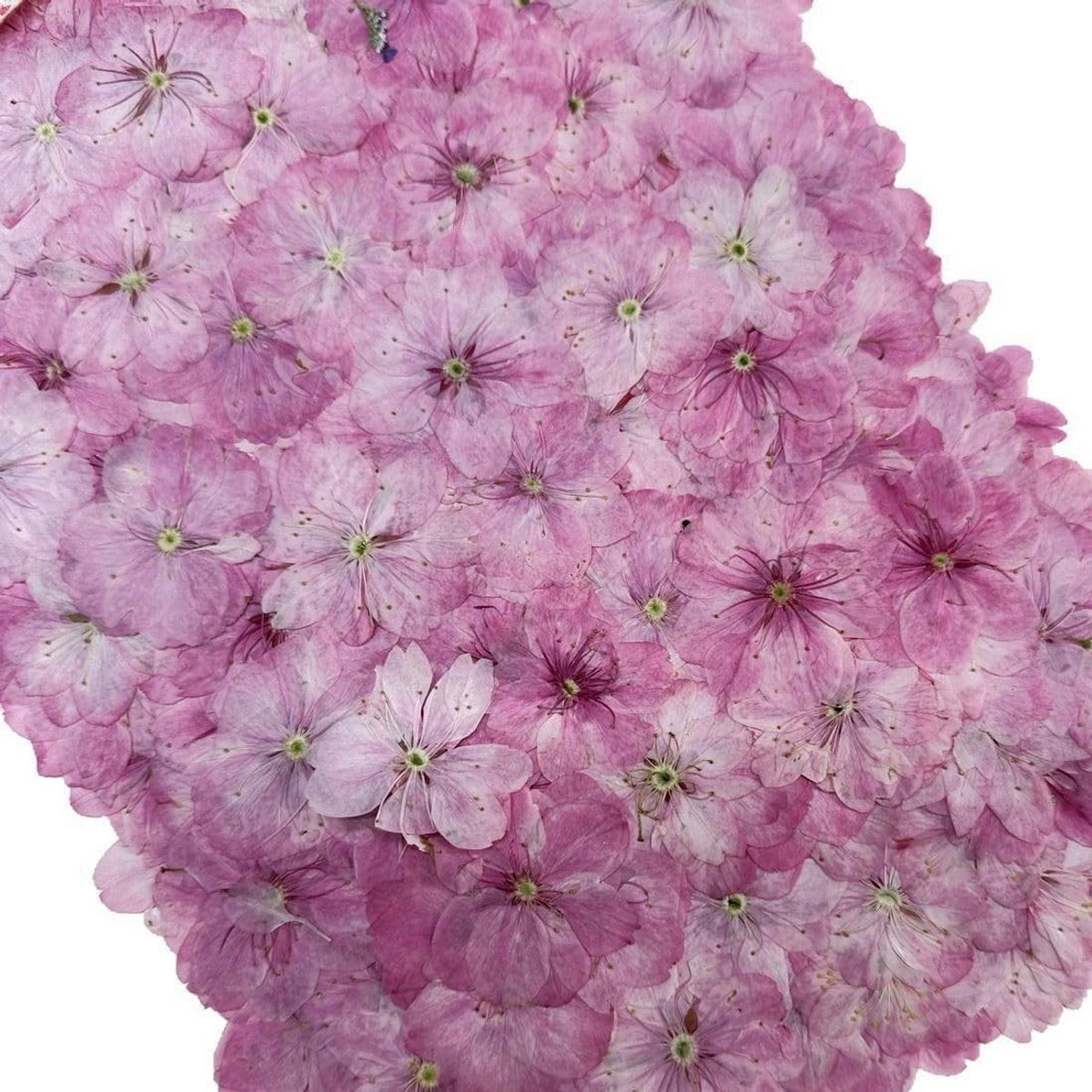 Gedroogde Bloemen voor DIY Projecten, Gemengde Bloemen voor Kaarsen, Hars, Sieraden en Scrapbooking