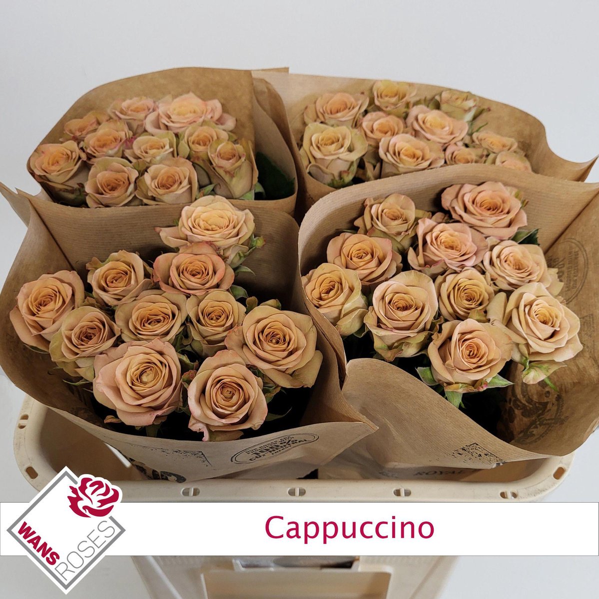 20x Rosa cappuccino 70cm
