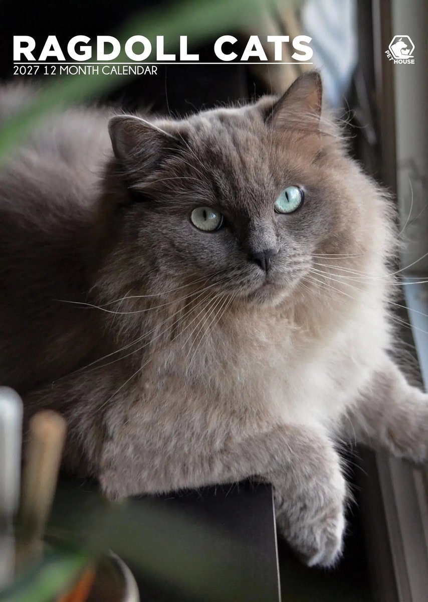 Ragdoll A3 Kalender 2027
