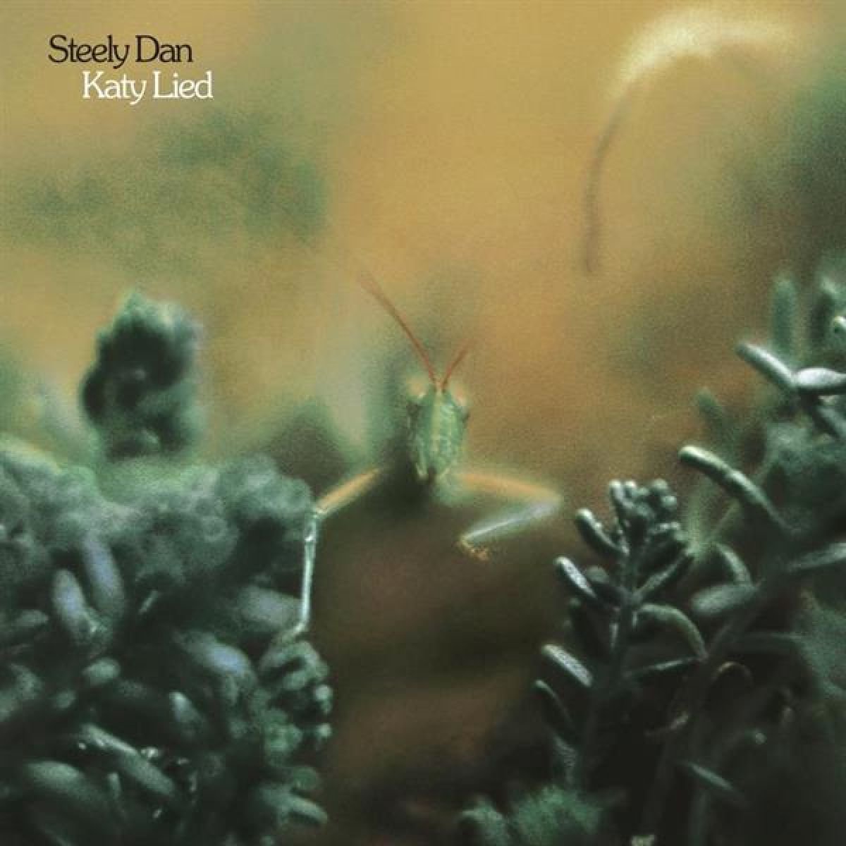 Katy Lied