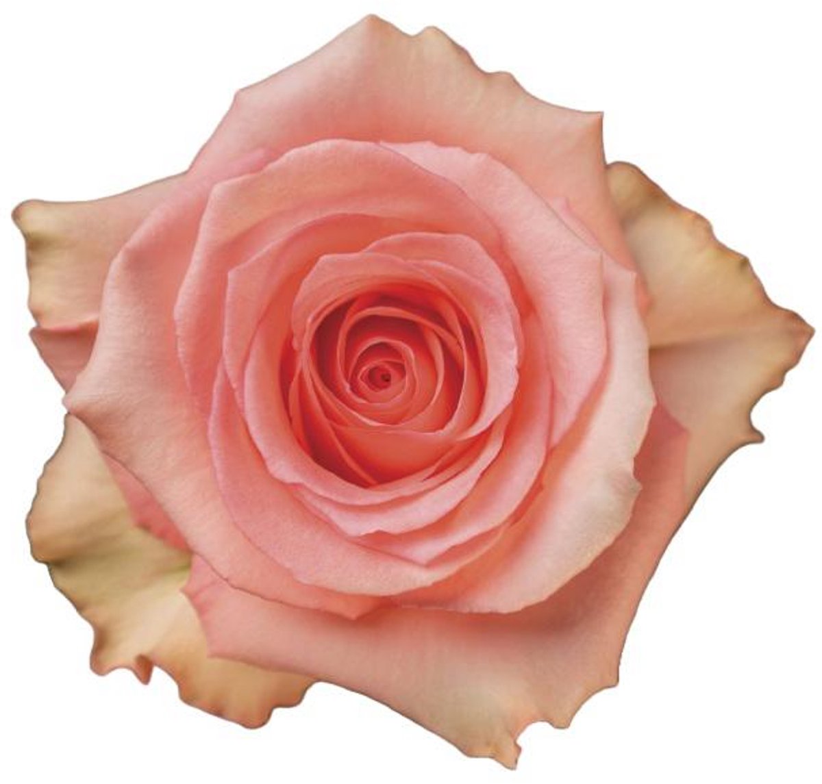 25x Rosa flirty 60cm