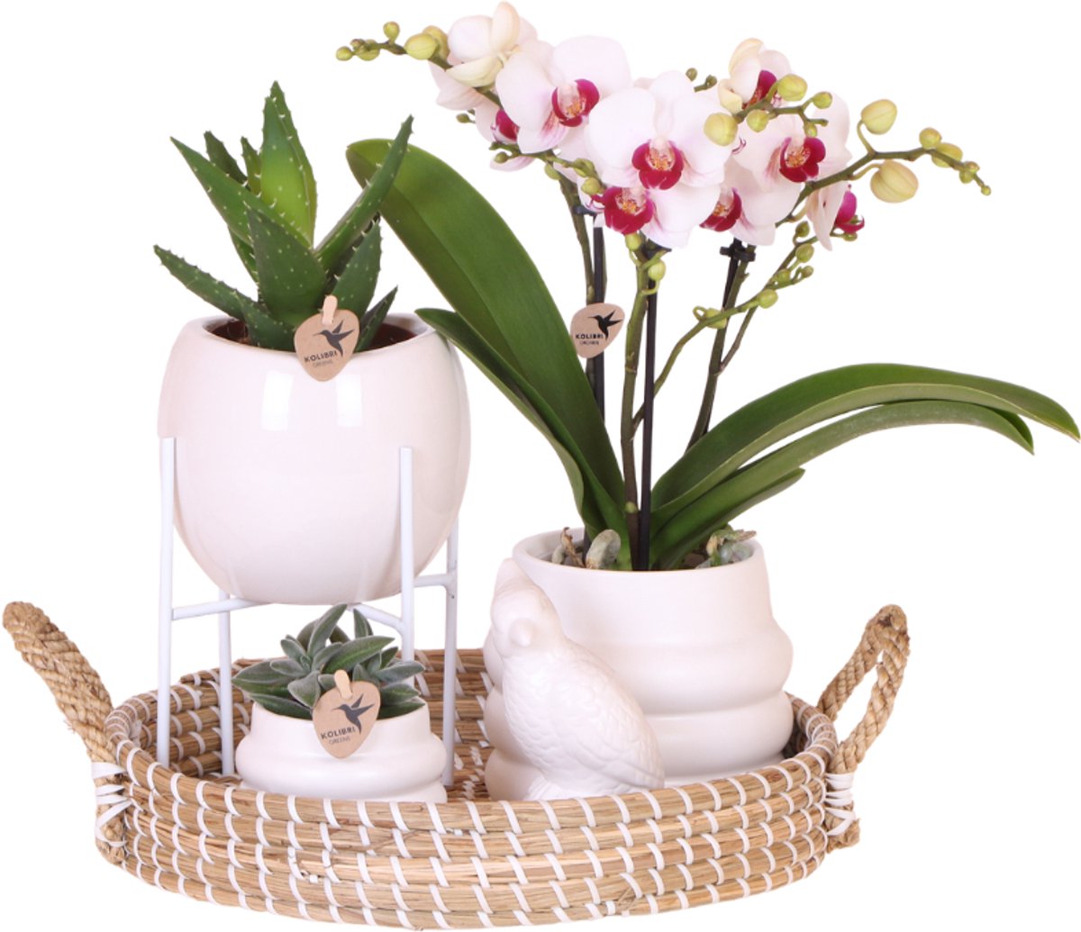 Kolibri Orchids | Giftset Large White | Gibraltar orchidee Ø9cm + groene planten – incl. sierpotten, standaard & rieten dienblad – vers van de kweker