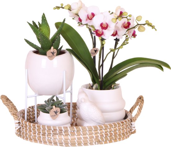 Kolibri Orchids | Giftset Large White | Gibraltar orchidee Ø9cm + groene planten – incl. sierpotten, standaard & rieten dienblad – vers van de kweker