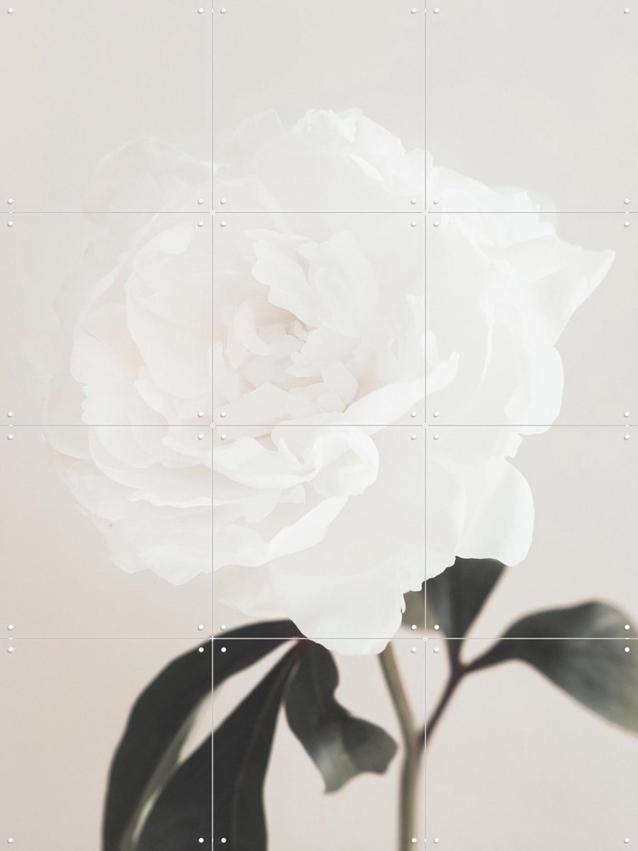IXXI Peony 03, 1x Studio II & Various - 60 x 80 cm - Gratis ophangtool - Grote wanddecoratie en posters - Realisme, Fotografie, Minimalisme