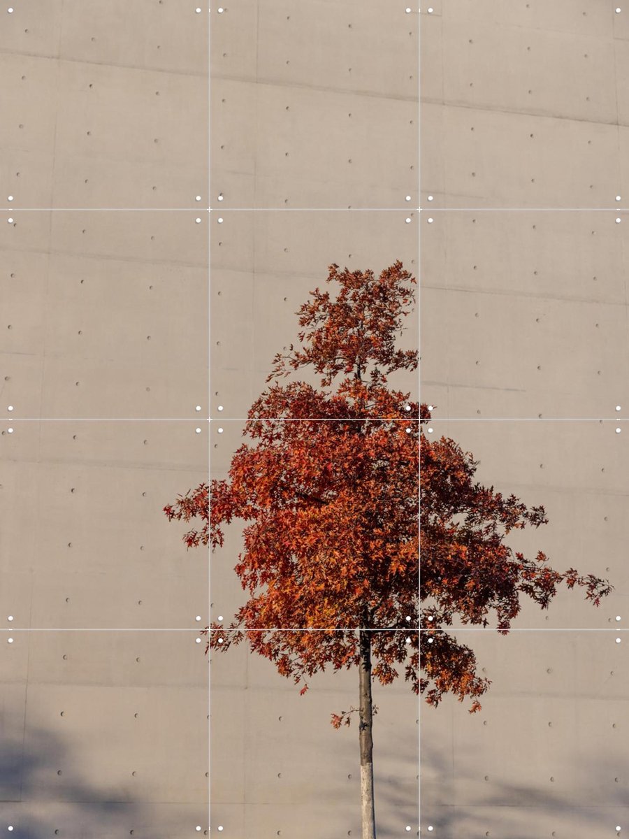 IXXI One Autumn Tree, Mareike Böhmer - 60 x 80 cm - Gratis ophangtool - Grote wanddecoratie en posters - Fotografie, Minimalisme, Slaapkamer