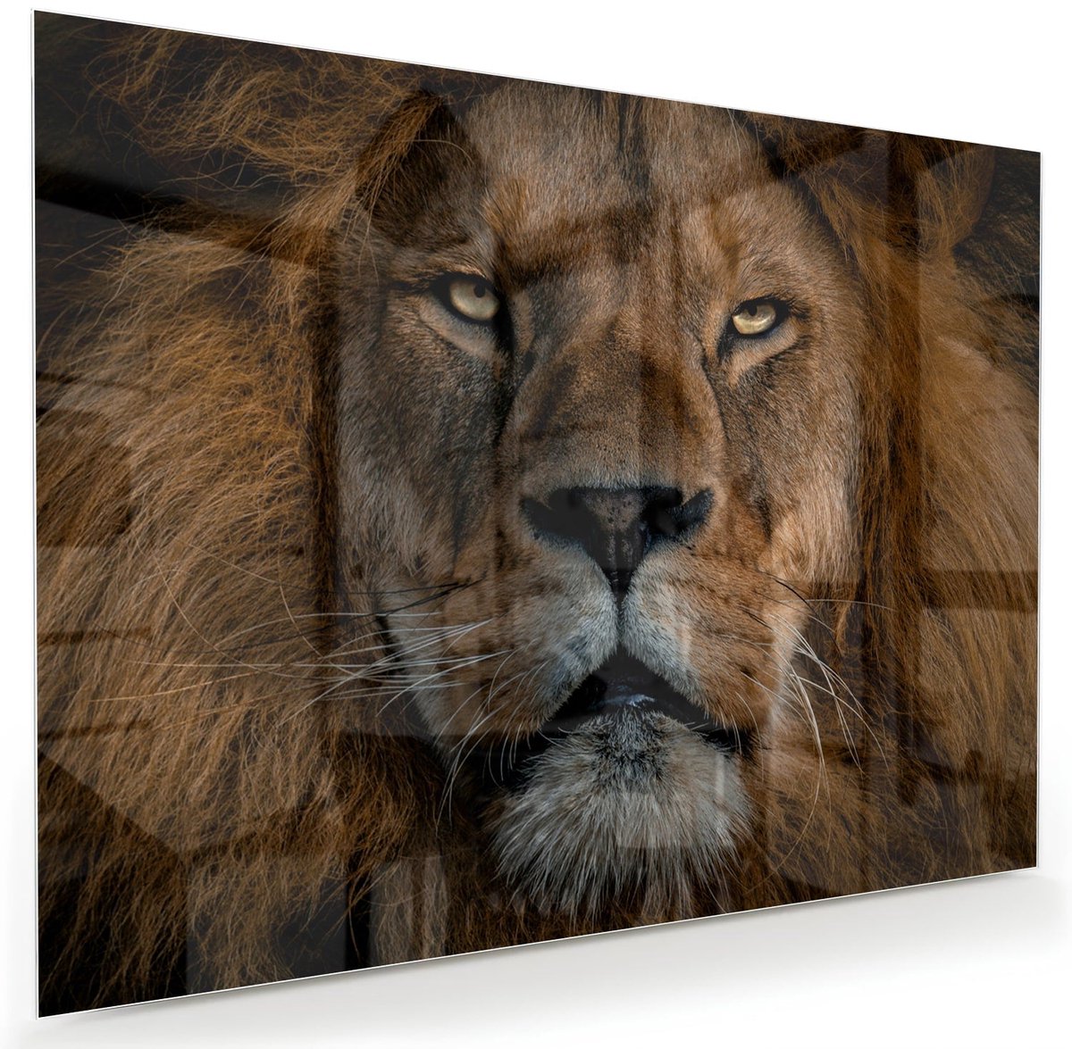 Mydesignglas Glazen Schilderij – Majestueuze Leeuw op Glas – Wanddecoratie op Gehard Glas - 80x60cm