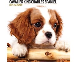 Cavalier King Charles Spaniel Modern Kalender 2027