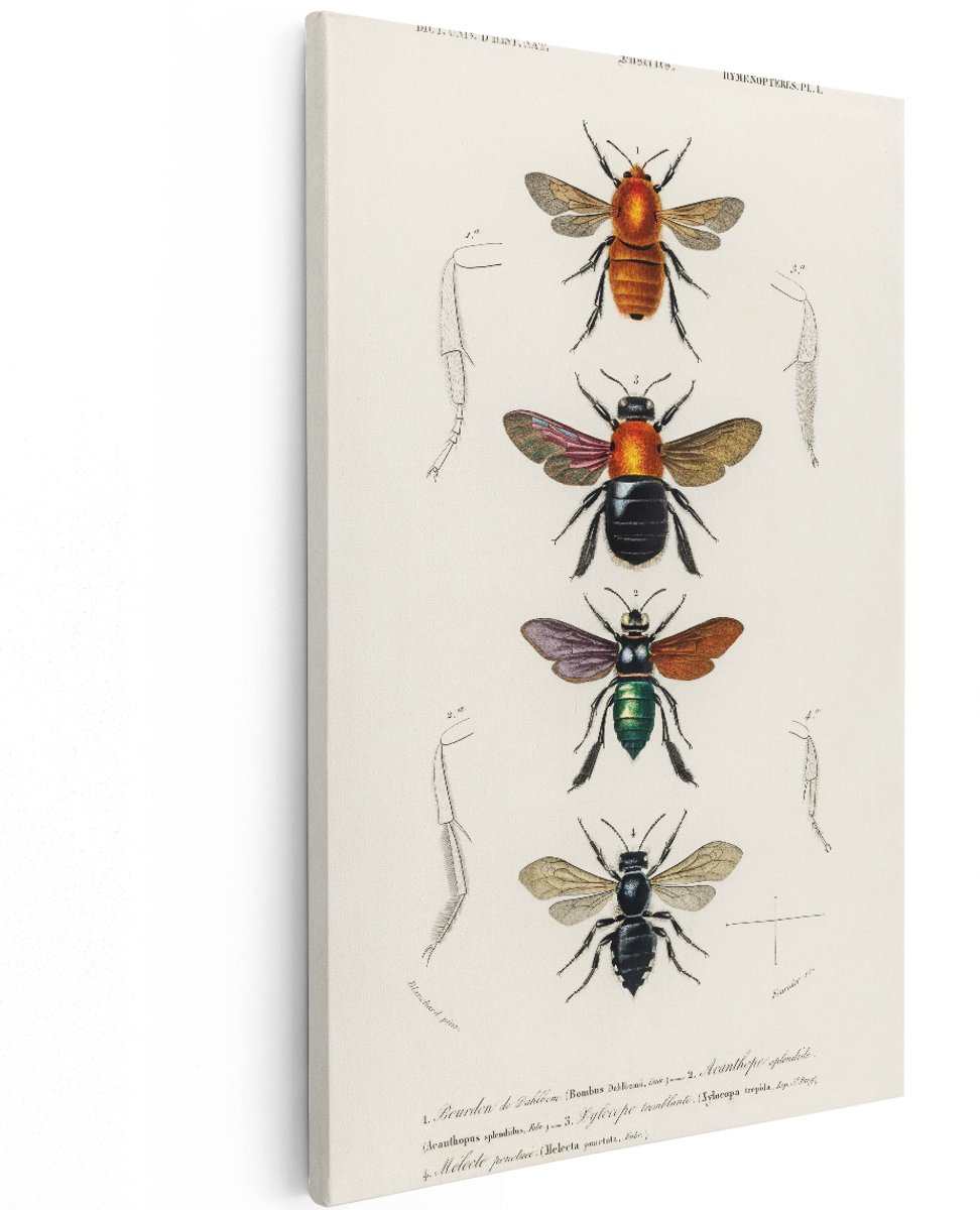 Artaza Canvas Schilderij Bijen - 120x180 cm - Groot - Wanddecoratie Vintage Insecten - Muurdecoratie Natuur - Decoratie Hymenoptera Illustratie