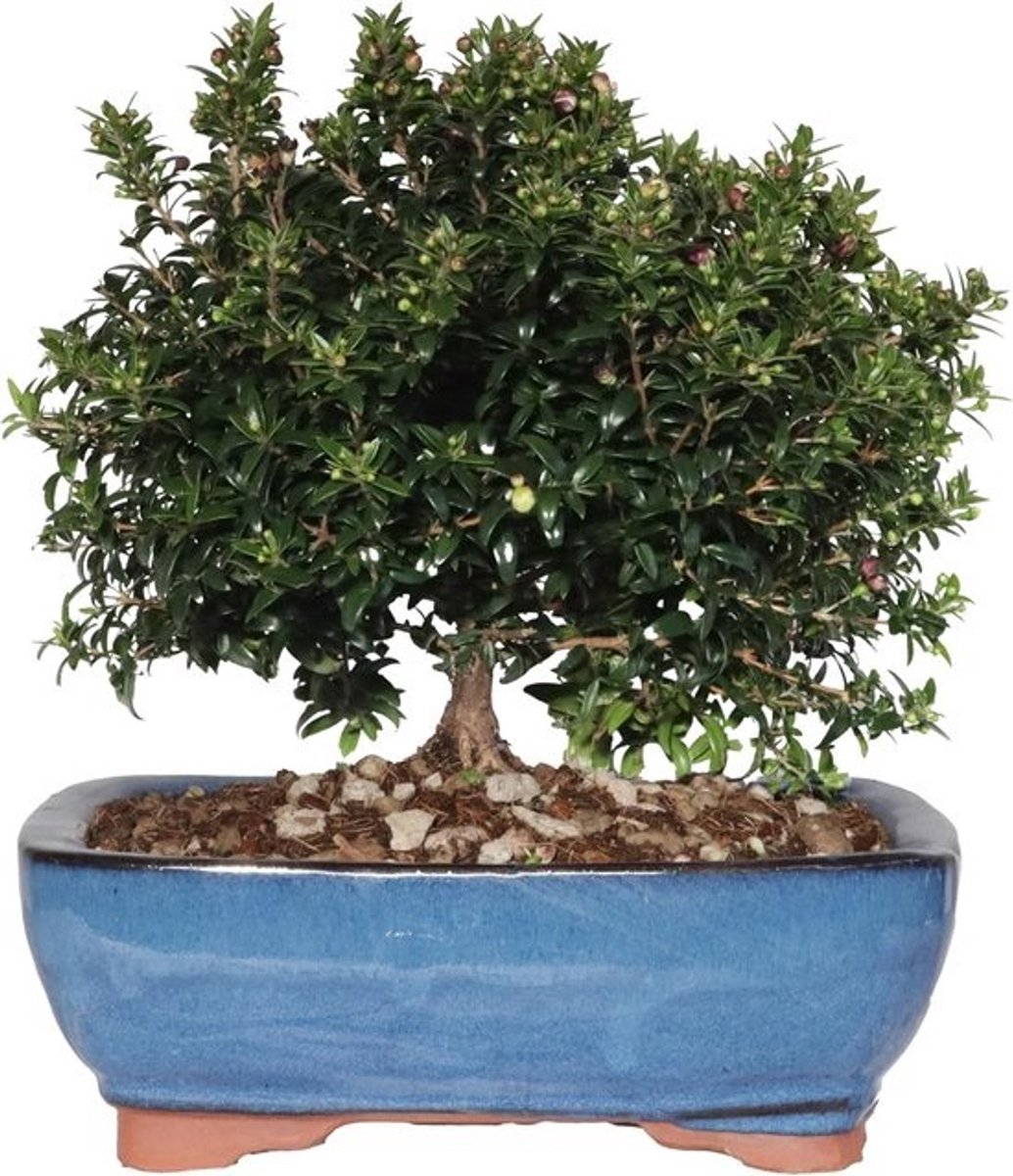 Myrte Bonsai (Myrtus Communis) - Groenblijvende Buitenplant in Keramische Pot