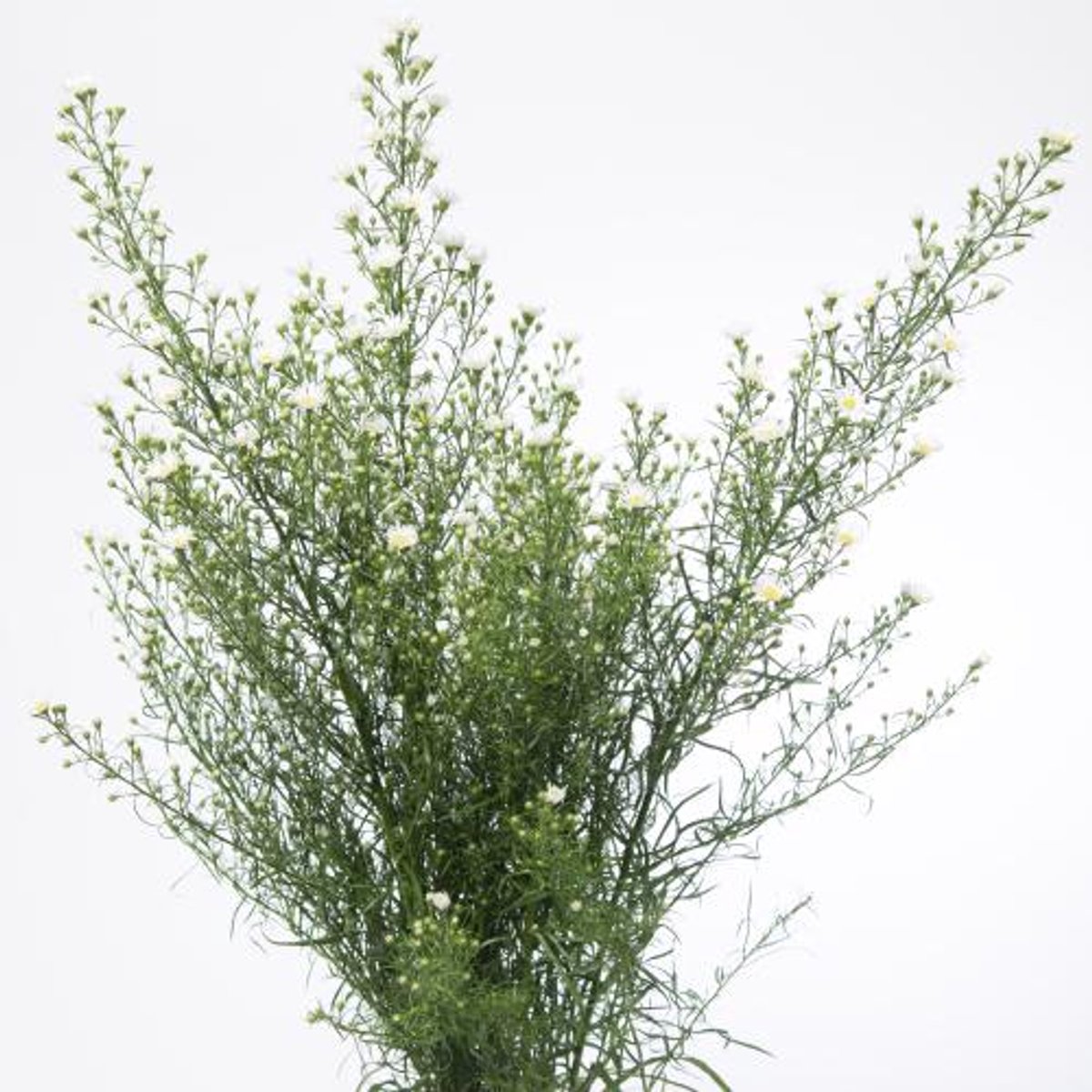 25x Aster monte cassino 80cm