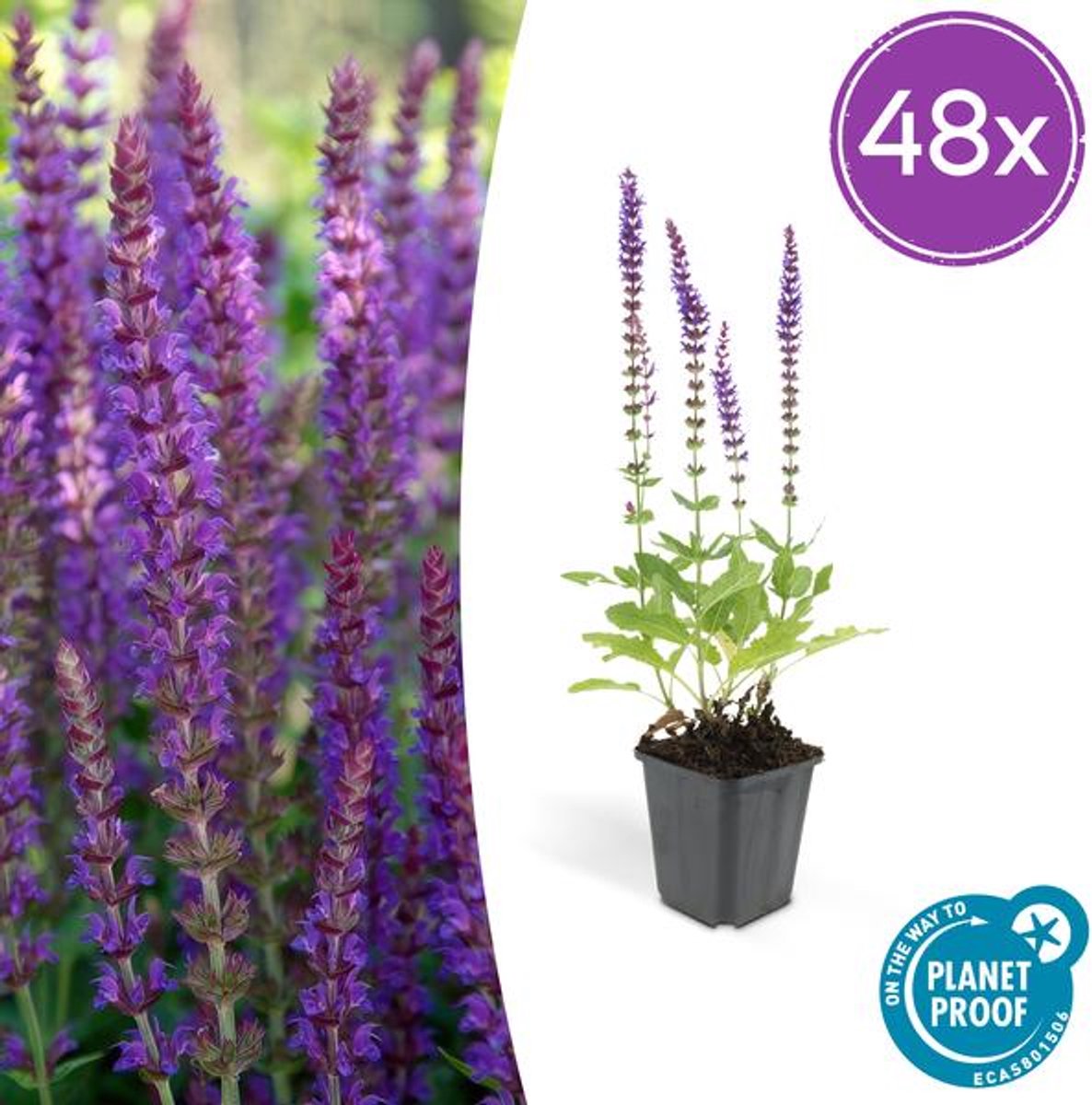 48x Salvia nem. 'Ostfriesland' - 10-25cm - Ø9cm