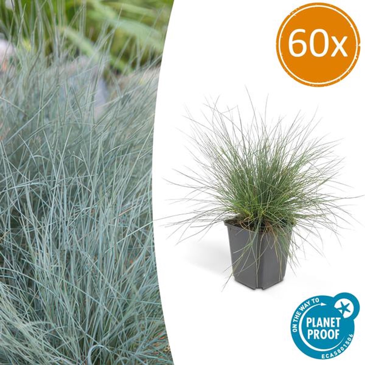 60x Festuca glauca 'Elijah Bleu' - 10-25cm - Ø9cm