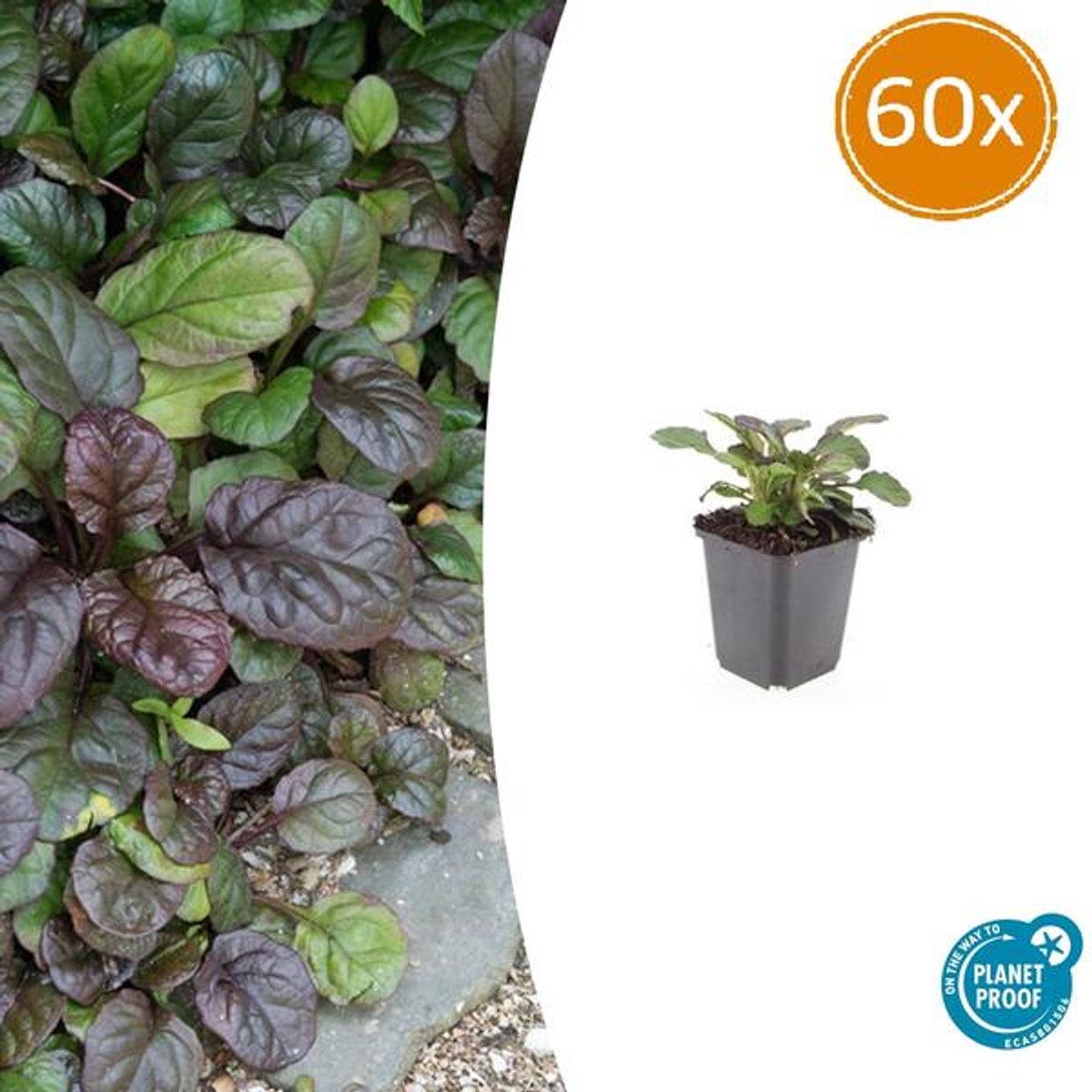 60x Ajuga reptans 'Catlin's Giant' - 10-25cm - Ø9cm
