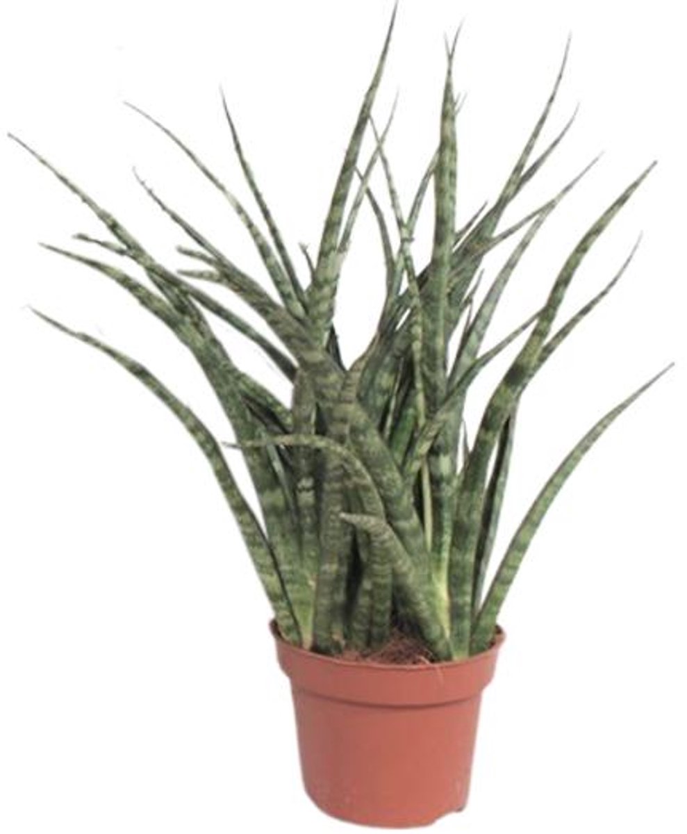 Sansevieria Fernwood Punk - Ø12cm - 35cm