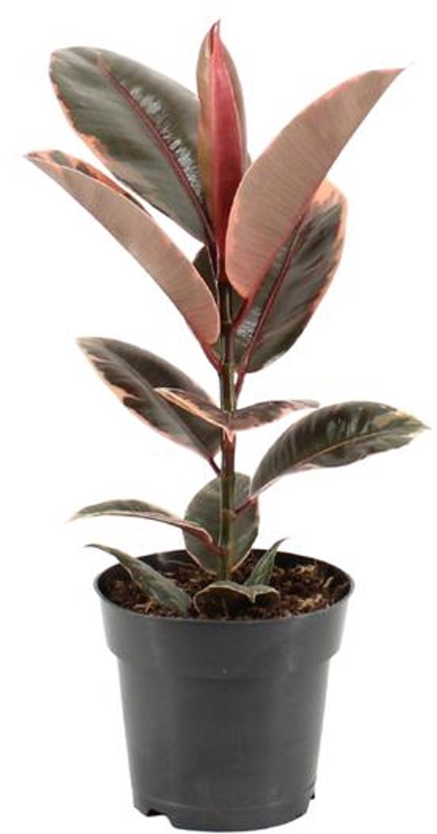 Ficus Elastica Belize - Ø17cm - 55cm