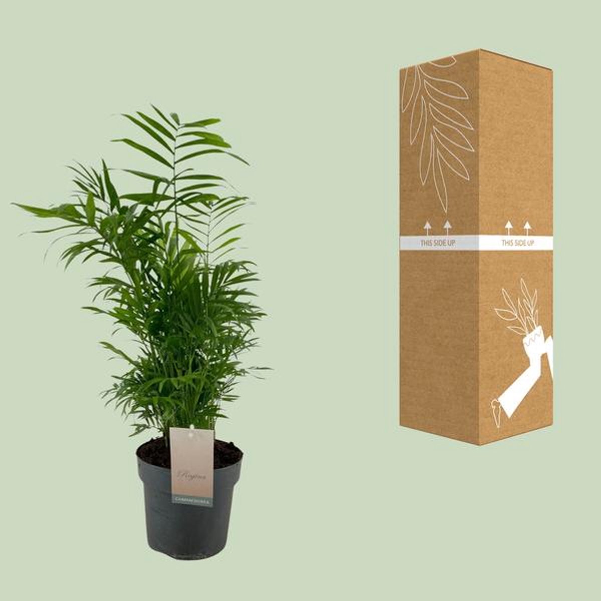Chamaedorea Elegans - Ø17cm - 50cm