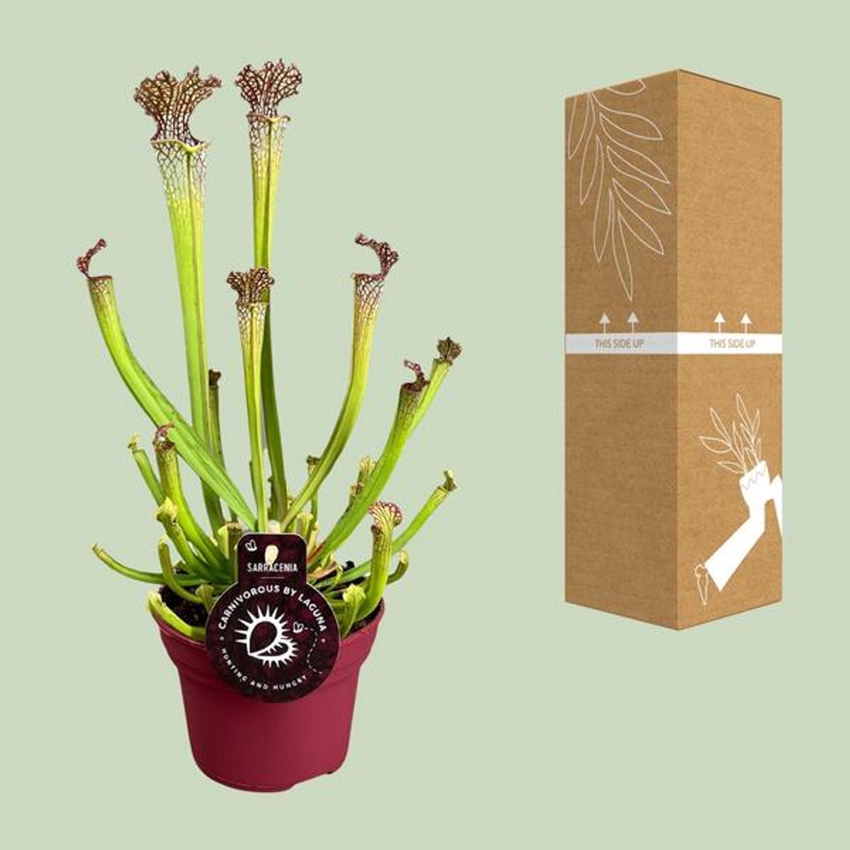 Sarracenia Farnhamii - Ø12cm - 40cm