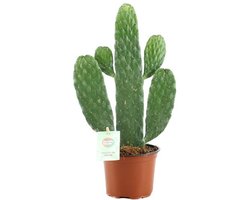 Opuntia Rubescens Consolea - Ø12cm - 35cm
