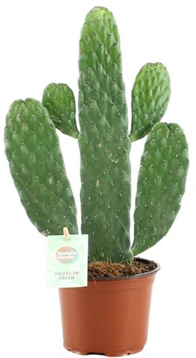 Opuntia Rubescens Consolea - Ø12cm - 35cm