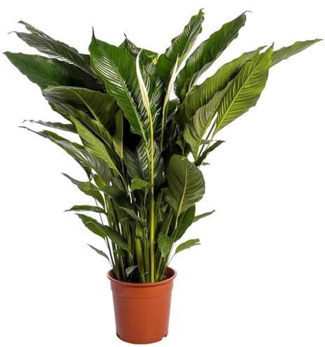 Spathiphyllum Sweet Sebastiano - Ø24cm - 110cm