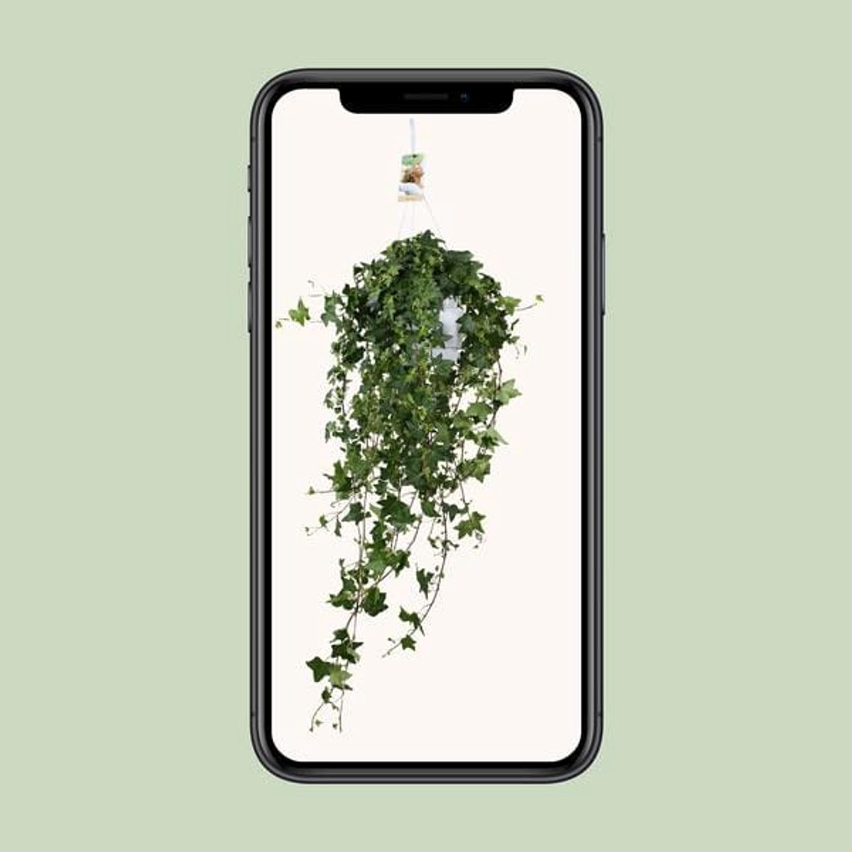 Hedera Helix Pitsburg - Hang/XXL - Ø17cm - 90cm