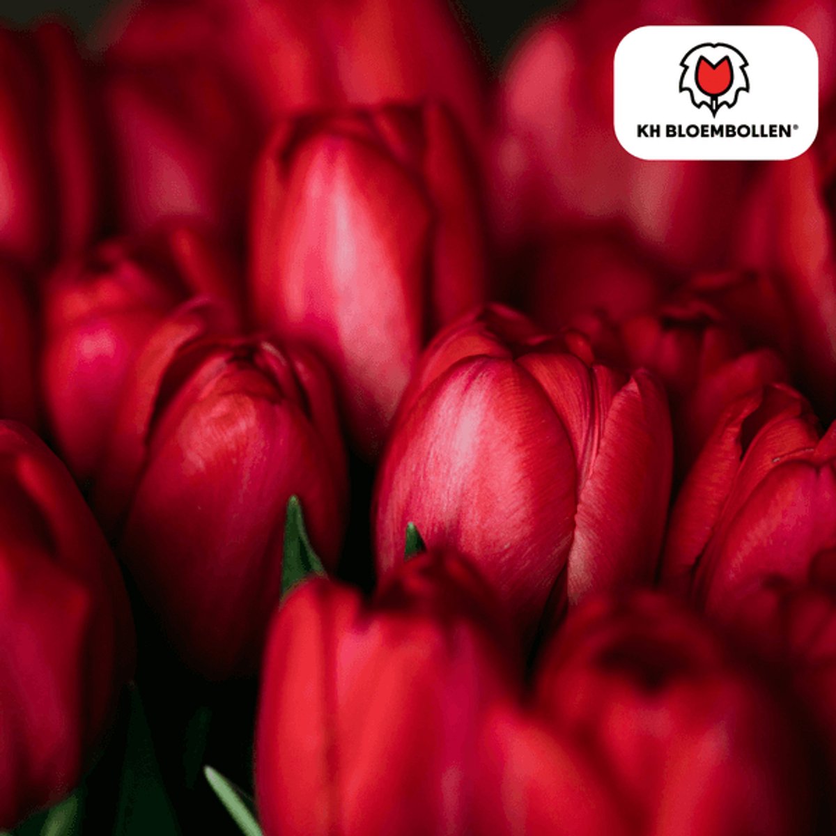 Tulpenbollen Ile de France – 20 Stuks | Dieprode Tulp – Klassiek, Krachtig & Elegant – Voor Tuin of Pot – Maat 11/12 – Vers van de Teler