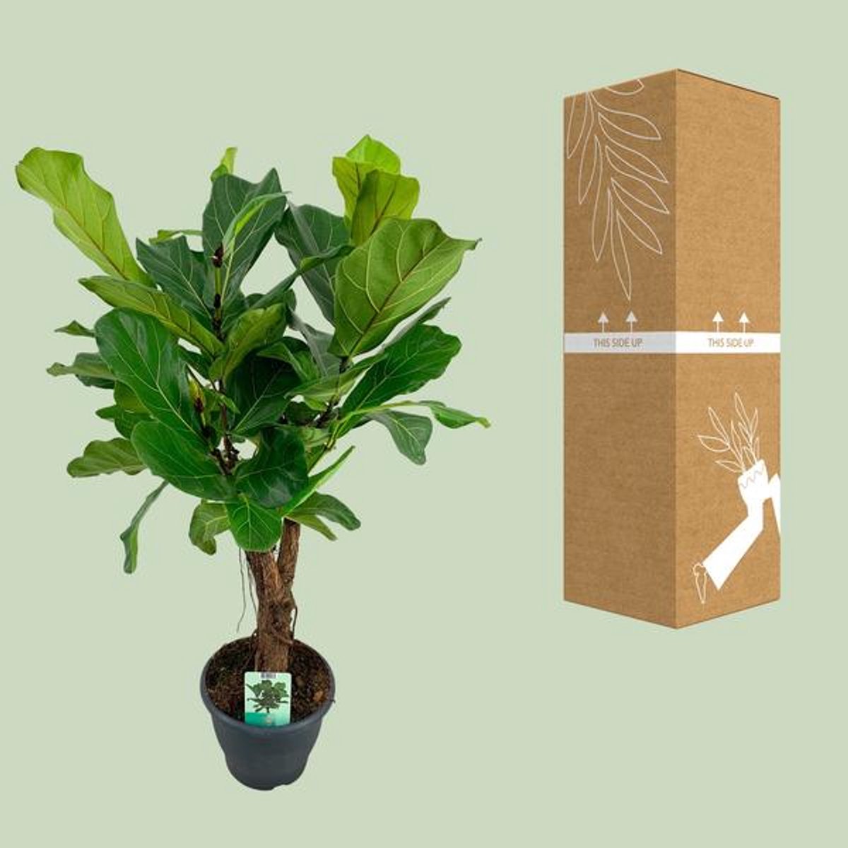 Ficus Lyrata - Ø26cm - 100cm