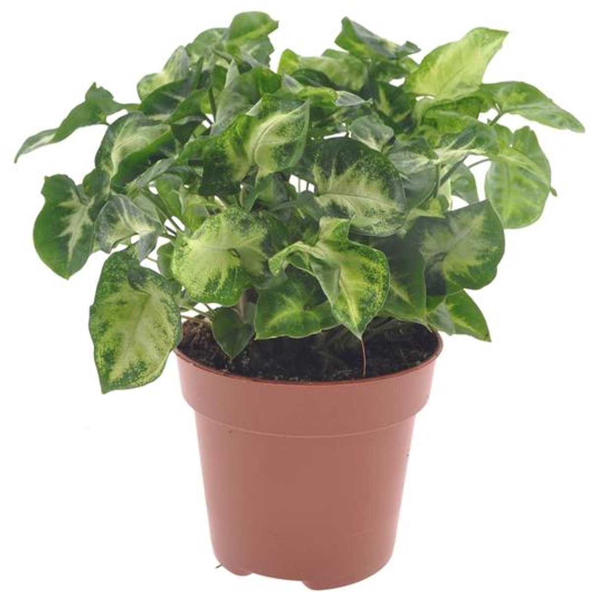 Syngonium Pixie - Ø12cm - 20cm
