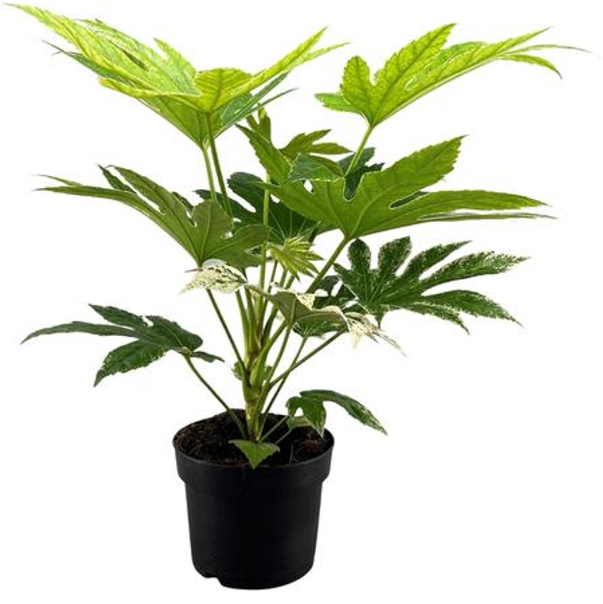 Fatsia Japonica Spider Web - Ø17cm - 50cm