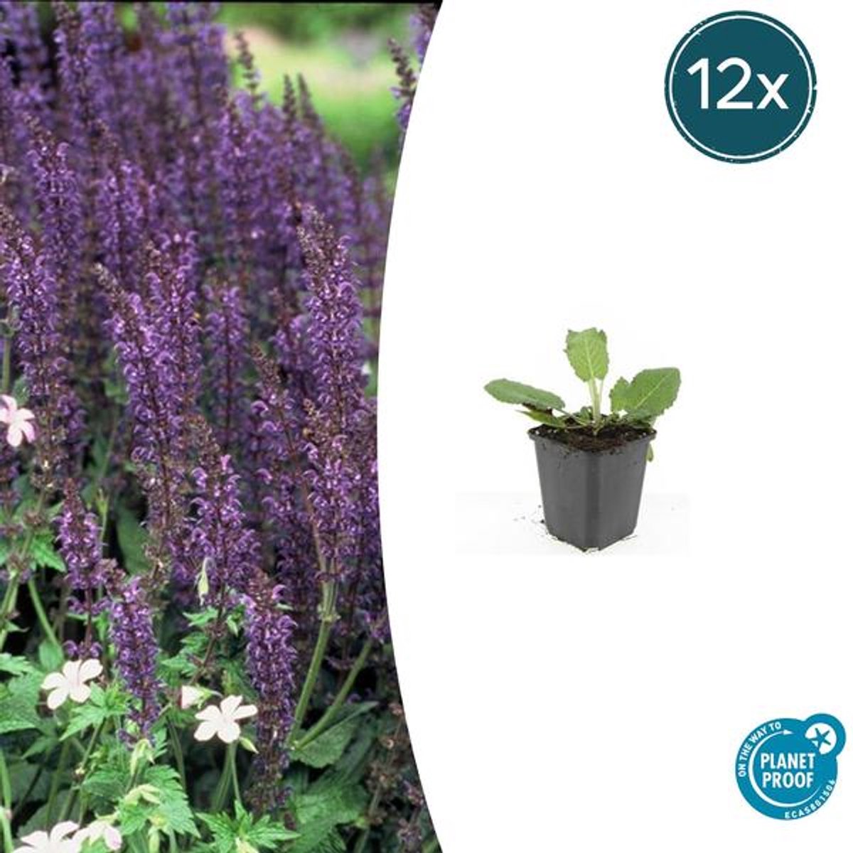12x Salvia nem. 'Mainacht' - 10-25cm - Ø9cm