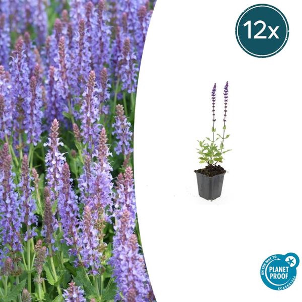 12x Salvia nem. 'Caradonna' - 10-25cm - Ø9cm