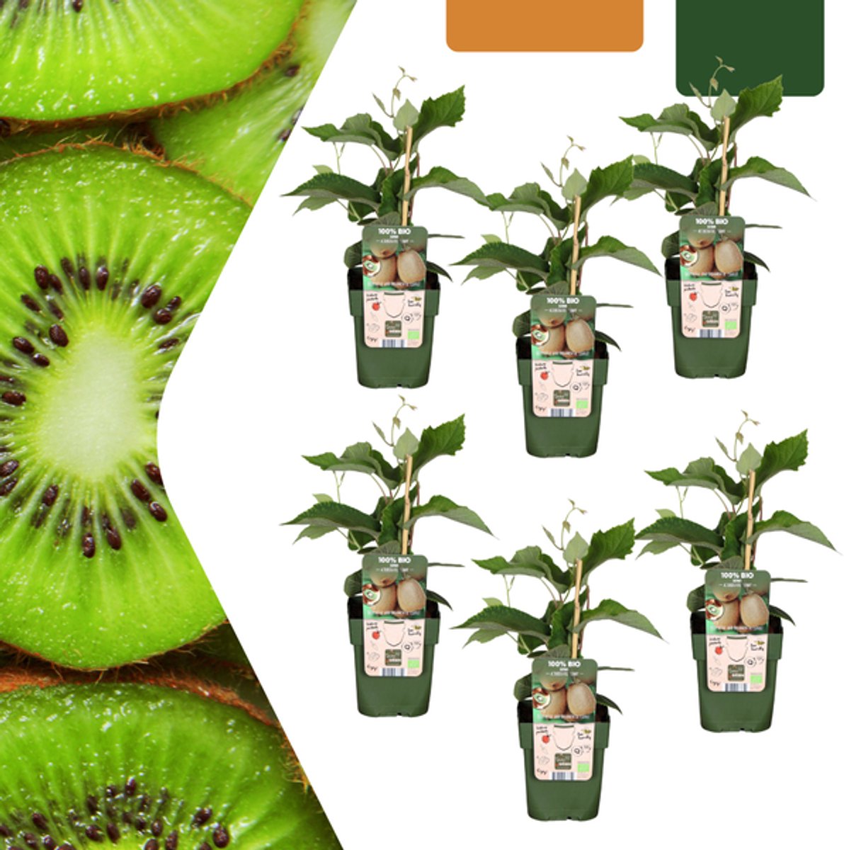 6 x Biologische kiwiplanten - Ø 13 cm - ↨ 20 cm