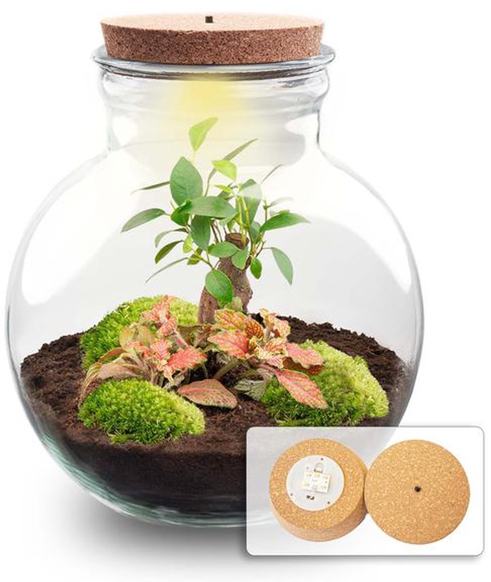 DIY Planten terrarium (met licht) - Teddy Bonsai - Ø 25 cm ↑ 26,5 cm - Met LED-kurk