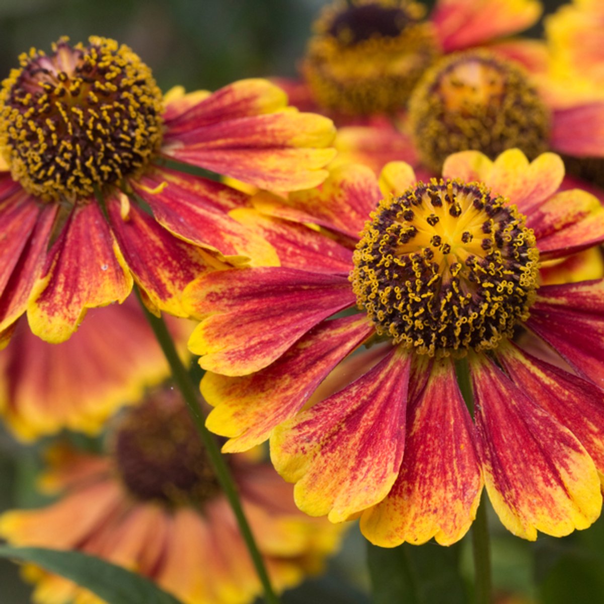 60x Helenium 'Moerheim Beauty' - 10-25cm - Ø9cm
